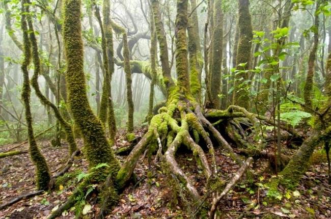 Bosques | EUROPA PRESS/IBERCAJA ep bosques