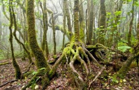 ep bosques