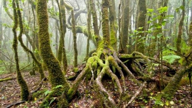 ep bosques