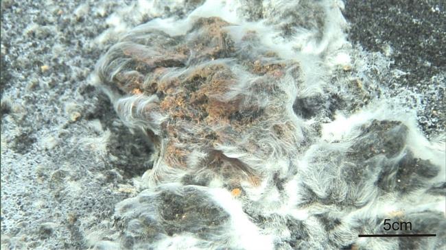 Descubierta una nueve especie bacteriana tras la erupción del volcán Tagoro | UB ep descubiertanueve especie bacterianala erupcionvolcan tagoro