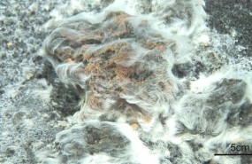 ep descubiertanueve especie bacterianala erupcionvolcan tagoro