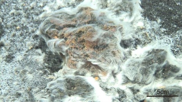 ep descubiertanueve especie bacterianala erupcionvolcan tagoro
