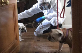 ep el refugio impulss un plan para favorecer el acogimiento de perros de fallecidos por covid-19