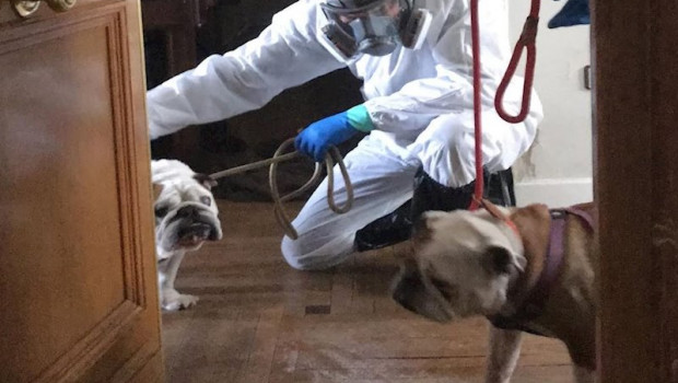 ep el refugio impulss un plan para favorecer el acogimiento de perros de fallecidos por covid-19