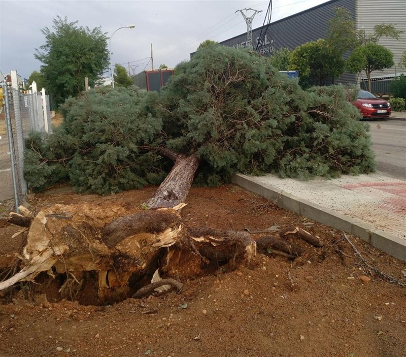 ep el temporal de lluvia y viento y la tormenta arranca arboles en valdepenas