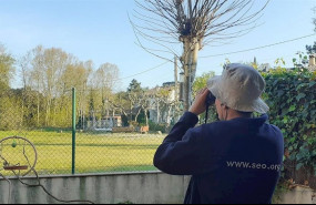 ep observacion de aves desde casa por el confinamiento para frenar el covid-e19
