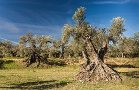 ep olivos centenariosoliete teruel