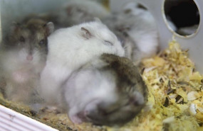 ep ratas de laboratorio en una imagen de archivo