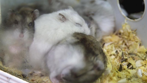 ep ratas de laboratorio en una imagen de archivo