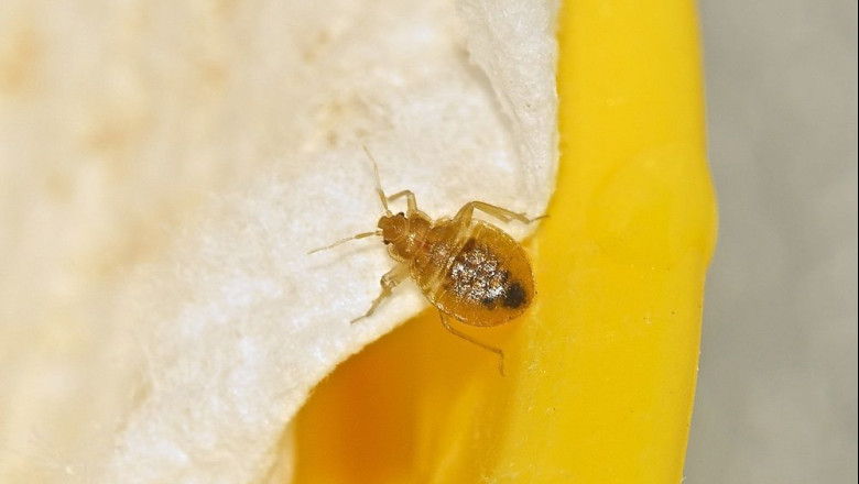 1621237681 chinche de cama