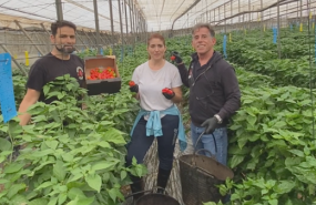 cosecha doctor salsas 2023