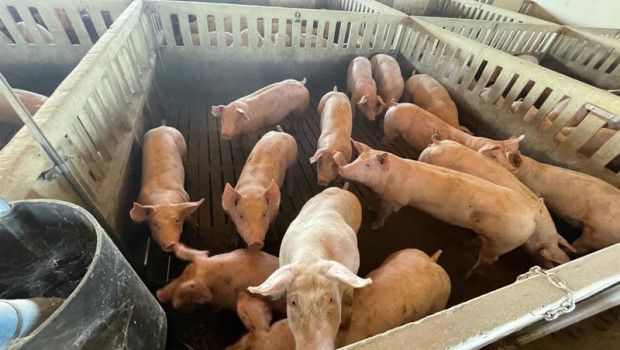 ep archivo   granja de cerdos 20260708175204