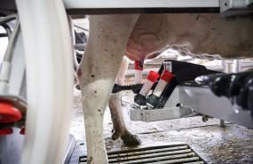 ep archivo   una maquina de ordeno ordena a una vaca en la granja lacturale