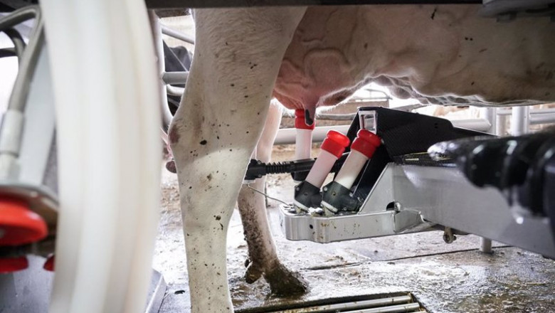 Archivo - Una máquina de ordeño ordeña a una vaca en la granja Lacturale | Iñaki Berasaluce - Europa Press - Archivo ep archivo una maquina de ordeno ordena a una vaca en la granja lacturale