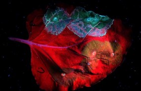 ep fotciencia