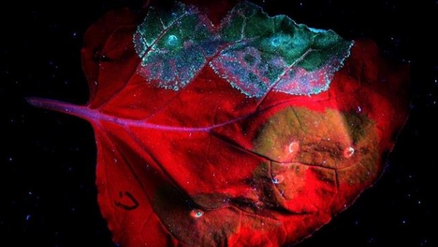 ep fotciencia