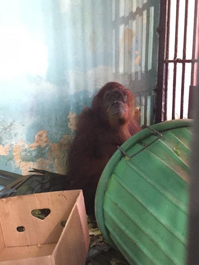 ep orangutanzoologico monkey jungleflorida