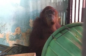 ep orangutanzoologico monkey jungleflorida