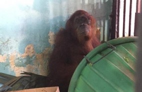 ep orangutanzoologico monkey jungleflorida