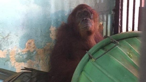 ep orangutanzoologico monkey jungleflorida