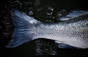 ep pescado 20190906113311