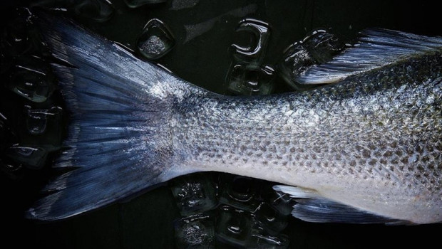 ep pescado 20190906113311