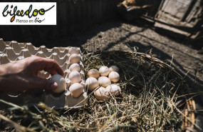 pienso gallinas ponedoras