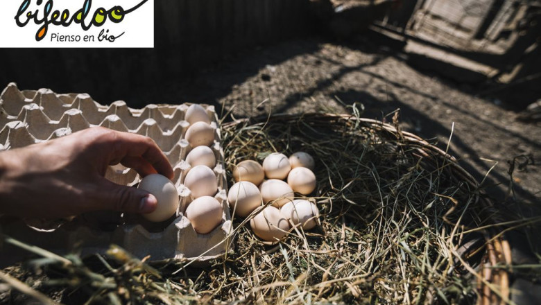 pienso gallinas ponedoras